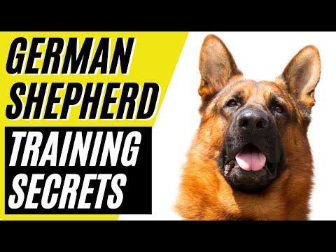 Wideo: Wskazówki dotyczące szkolenia owczarka niemieckiego