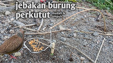 cara membuat jebakan burung perkutut yang mudah