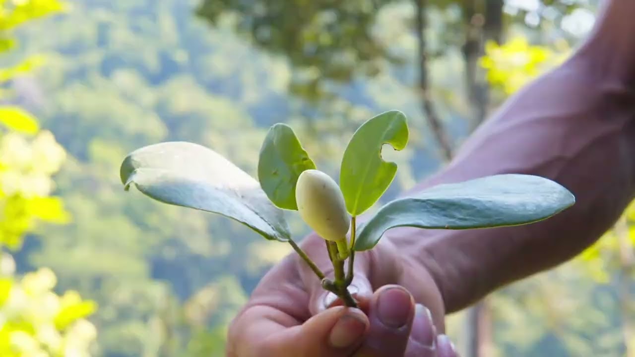 Magnolia Ciroorum - Pico Bonito Tesoro Infinito