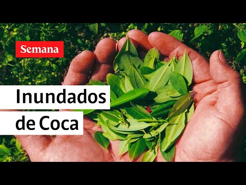 Más de la mitad de cultivos de coca en el mundo están en Colombia. La producción se disparó