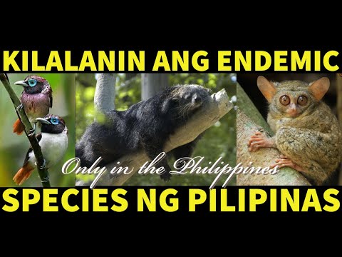 MGA ENDEMIC SPECIES NG PILIPINAS | IT&rsquo;S MORE FUN IN THE PHILIPPINES