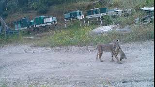Bobcat with rabbit