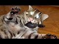 IMPOSSIBLE NOT TO LAUGH - Funniest ANIMAL videos ever