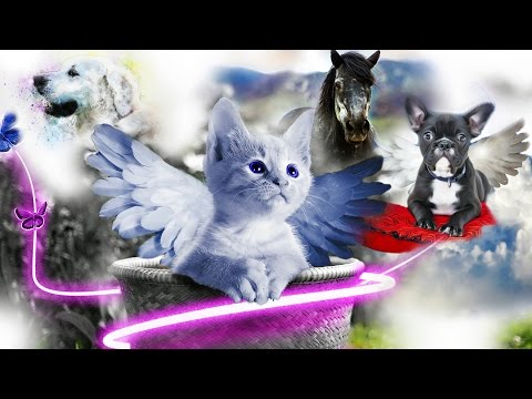Video: Kam kaķi dodas mirt?