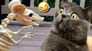 FUNNY CATS and DOGS  New Funniest Cute Animals Videos 2024