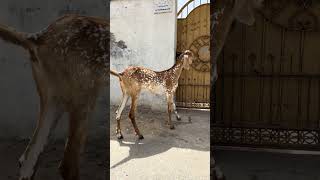 ماشااللہ بہت پیارا شوق ❤️#animals #yputube #viralvideo #typebeat #beautiful #youtubeshorts #animals