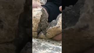 صخور بداخلها كنوز Rocks with treasures inside