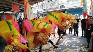 【新莊化成金獅團-獅陣】~108板橋潮和社西秦王爺暨創社90週年遶境 【新莊化成金獅團-獅陣】~108板橋潮和社西秦王爺暨創社90週年遶境