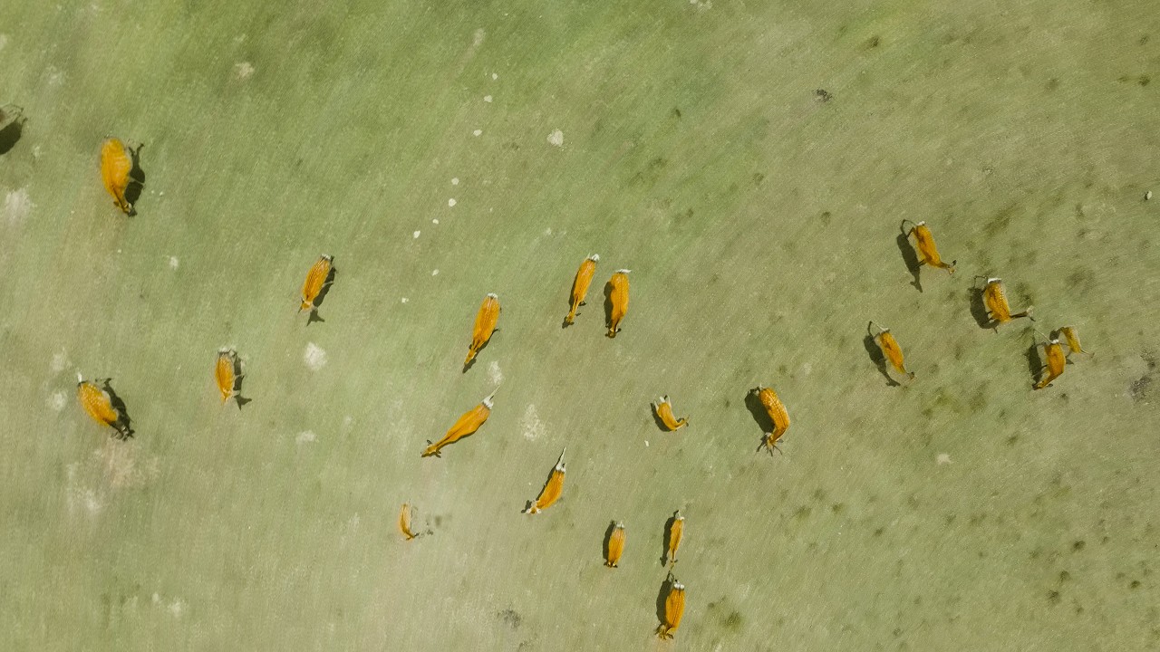 長野県 高ボッチ高原 ドローン空撮