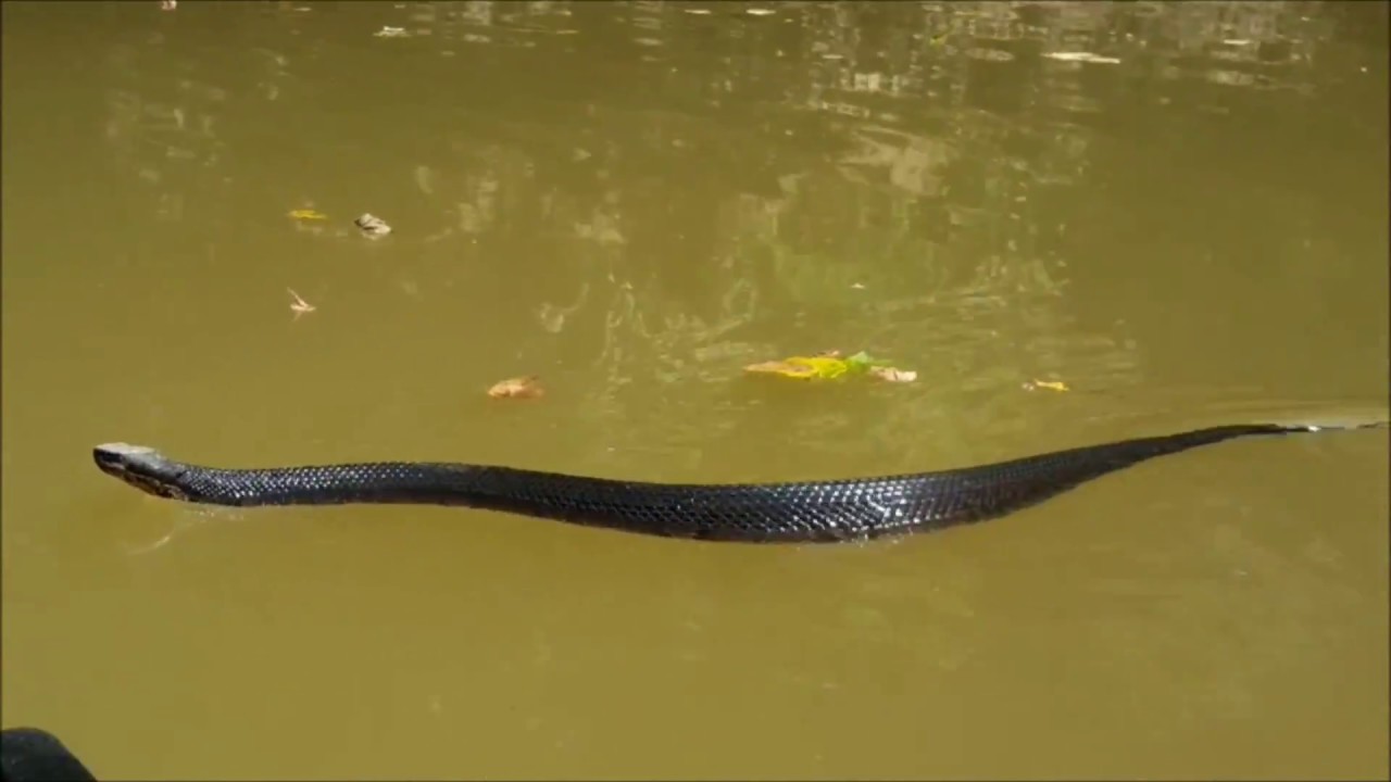 riverdale A Very Busy Cottonmouth