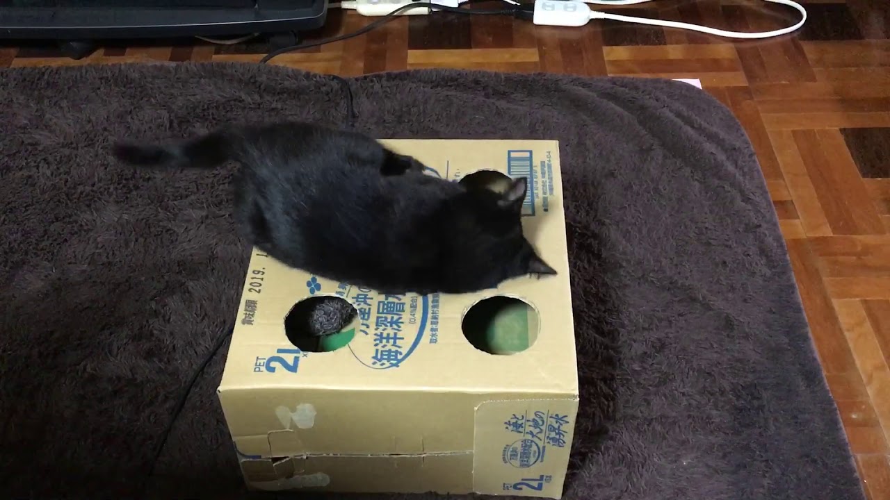 猫が遊べるおもちゃ 段ボールで手作り Youtube