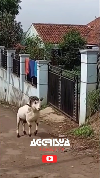 Domba Garut S1ap Kontes#shorts #dombagarutkontes