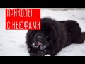 НАРЕЗКА ВИДЕО С НЬЮФАМИ//ПРИКОЛЫ