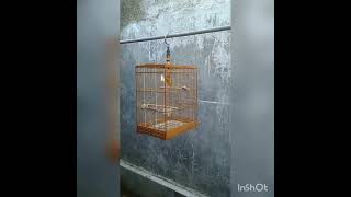 Kenari gacor mix blekrut #kenarigacor#kenariisian #masteranburungkenari#kenarimania#burungkenari