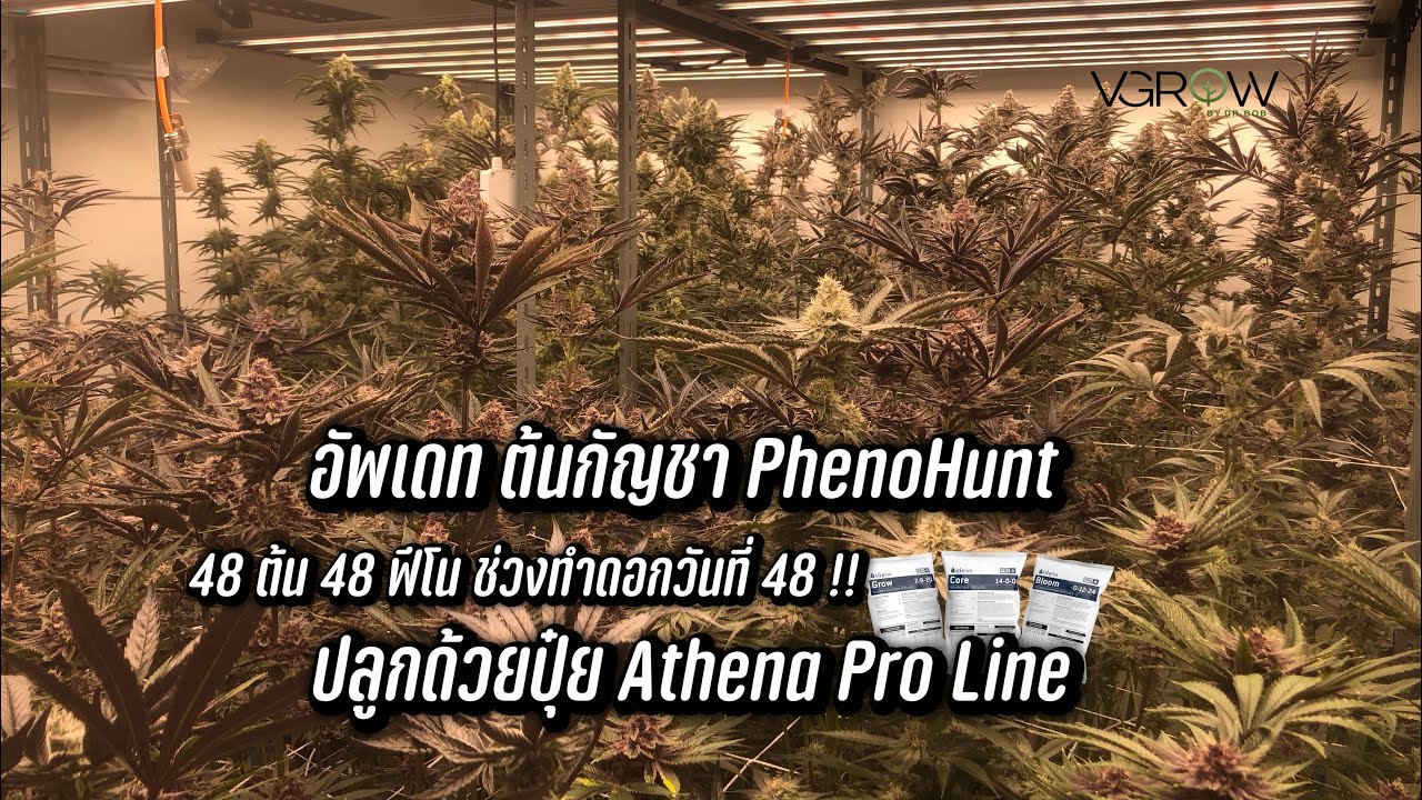 อัพเดทต้นกัญชา PhenoHunt 48 ต้น 48 ฟีโนช่วงทำดอกวันที่ 48 ปลูกด้วยปุ๋ย Athena Pro Line