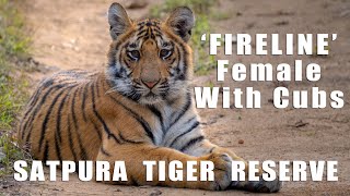 Fireline Female With Cubs | Satpura Tiger Reserve | MP | India