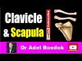 Anatomy of the Clavicle and Scapula, Osteology, Dr Adel Bondok