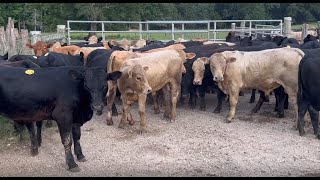 Bulls and steers 694.36 Lbs. #rfdtv #beefcattle #cattleman #cattleman #missouri