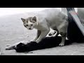 Кот пытается спасти кошку, лапками старался ее оживить….😔😔😔