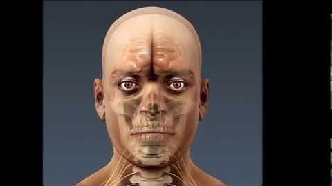 Skeleton / Skull 3D Models | Anatomy human 3D models | max, 3ds, obj, c4d, lwo.