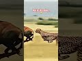 Speed vs Survival: Who Wins? 🐆 #Cheetah #Wildlife #Nature #AnimalKingdom #Safari #Predator