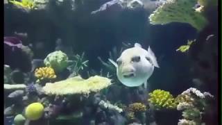 Meet Big Clive! | TheDeepHull