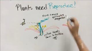 Plant reproduction & Seed Dispersal