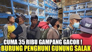 Download Lagu MEWAH ASLI HUTAN ! BURUNG ANTIK PENGHUNI GUNUNG SALAK PALING DICARI TERNYATA CUMA SEGINI HARGANYA MP3 Download Lagu MEWAH ASLI HUTAN ! BURUNG ANTIK PENGHUNI GUNUNG SALAK PALING DICARI TERNYATA CUMA SEGINI HARGANYA MP3