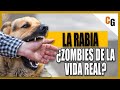 La Rabia - La Enfermedad Infecciosa MAS LETAL - Analisis y Explicación y relación con los Zombies