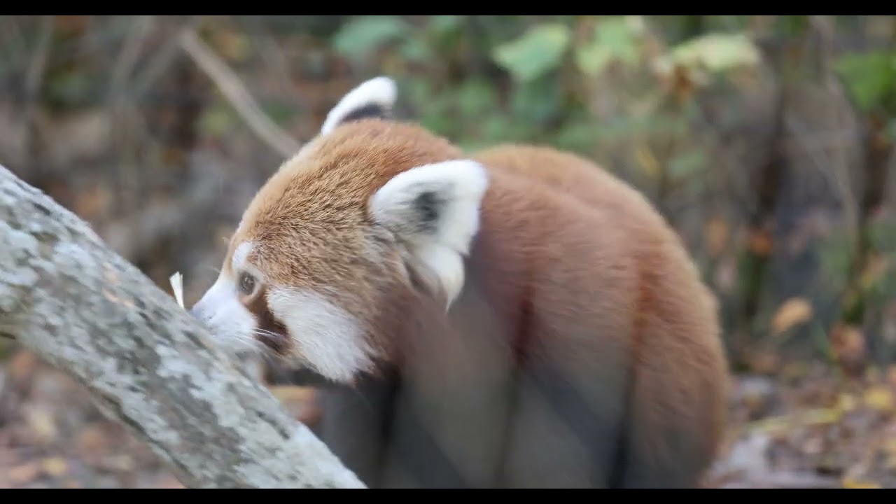 Witness Protection Red Panda
