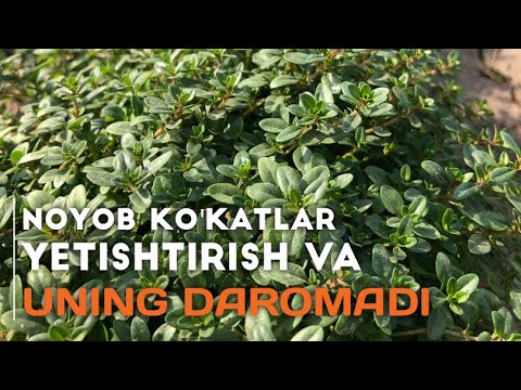 Video: Deraza Oynasida Ko'katlarni Etishtirish: 11 Ta Sog'lom Ziravorlar