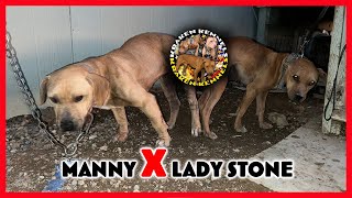 Kraken Kennels New Breeding Alert Manny Pacquiao X Lady Stone American Pit Bull Terrier