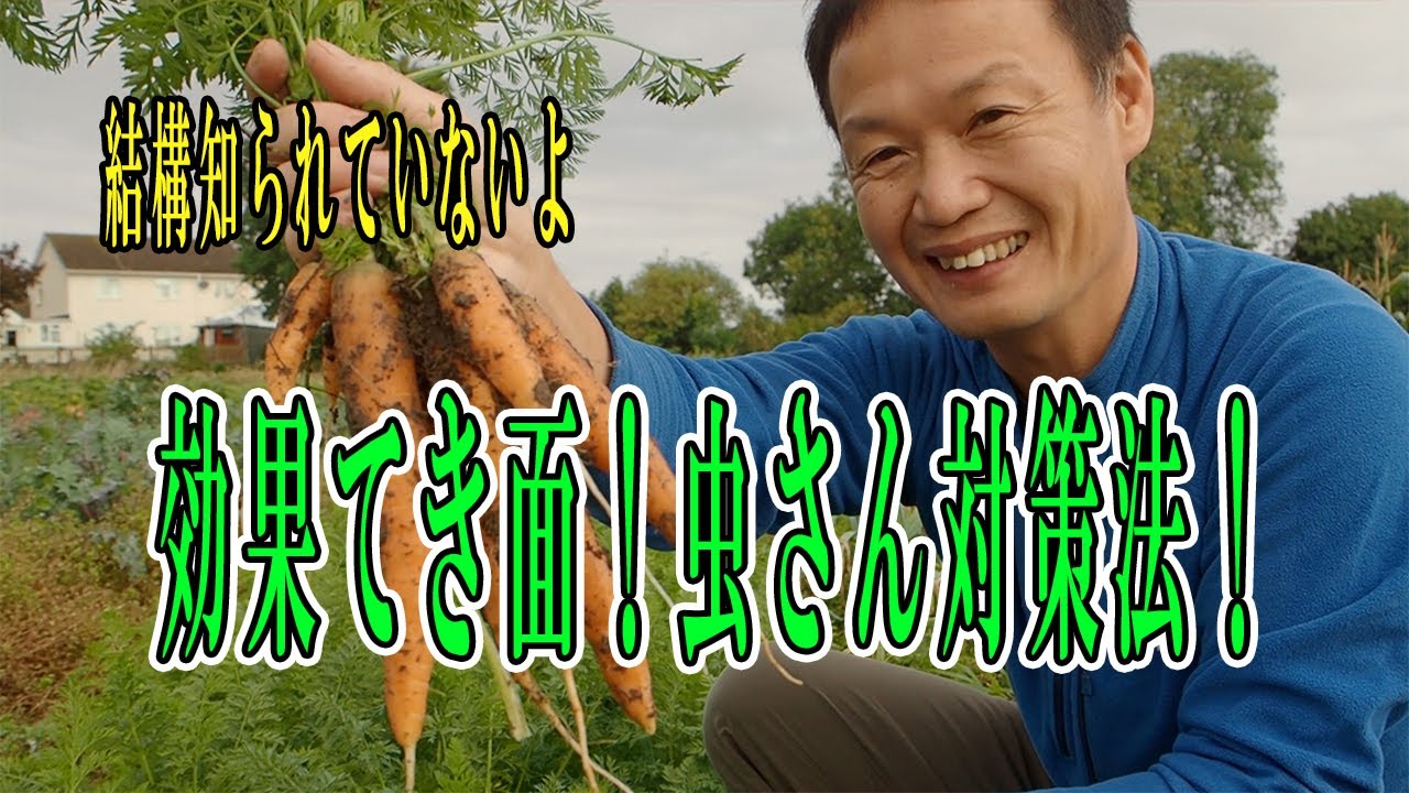【自然栽培74】効果てき面！アブラムシ対策法！菊芋！人参の栽培紹介するよ！