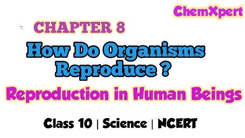 Reproduction in human being| Chapter 8 | How do organism reproduce | Class 10 Science