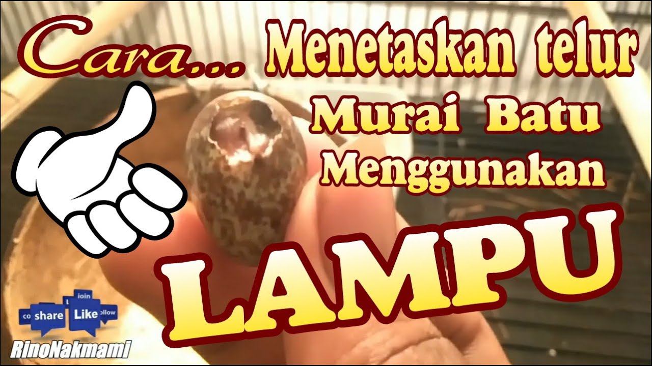 cara menetaskan telor murai batu menggunakan lampu YouTube