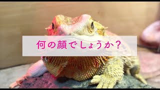 【クイズ】何の顔でしょう？フトアゴヒゲトカゲ☆おちょこさん Beardeddragon