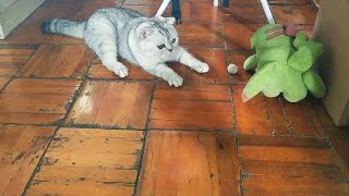 the cute cat very want me to play ball with him  || record with my cat&#39;s life