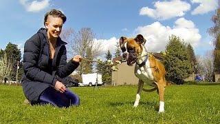 GoPro: Duncan The TwoLegged Pup
