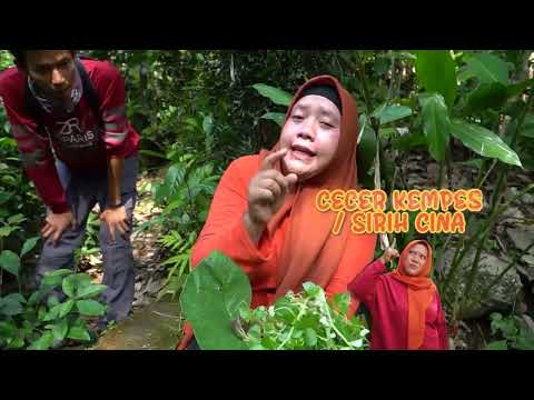 Cara Membuat Jamu Dari Daun Sirih Cina