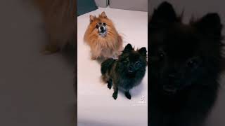 A kutyák panaszkodnak, mert azt ígértem már novemberben érkezik a karácsonyi hangulat | #ReynardPom by Reynard The Pomeranian 79 views 5 months ago 1 minute, 1 second