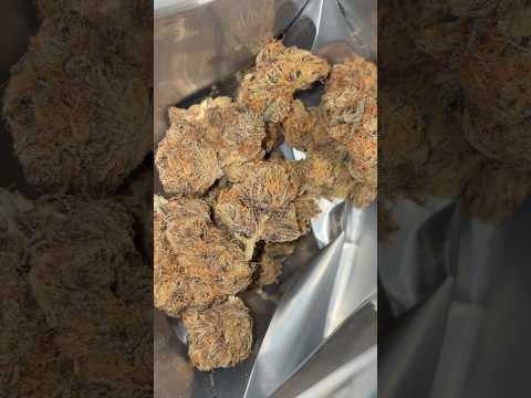 Grape Galena by Green Joy - Cannabis strain review video