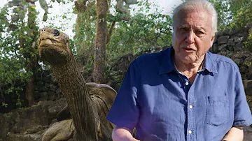 With David Attenborough: Nature’s Ingenious Ways to Survive (4K Documentary)