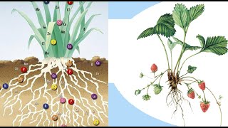 Минеральное питание по клубнике.