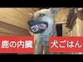 鹿の内臓を犬のごはんにしました