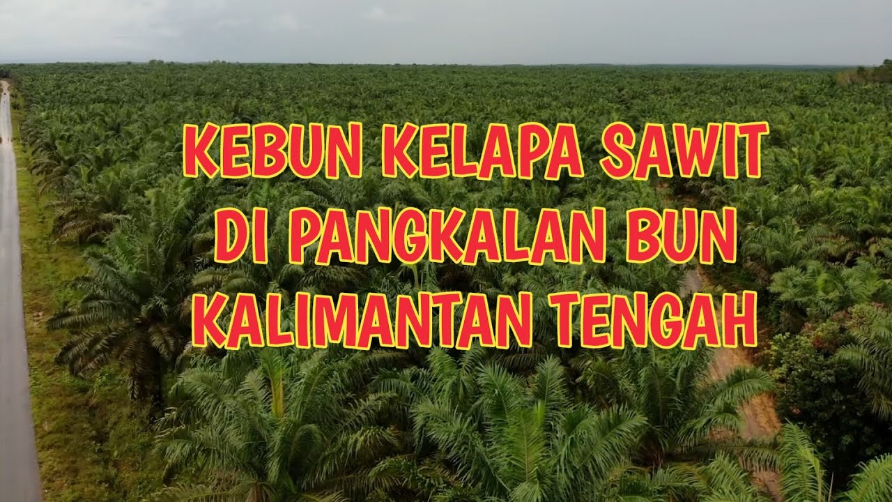 🔴Kebun Kelapa Sawit Pangkalanbun Kalimantan Tengah‼️