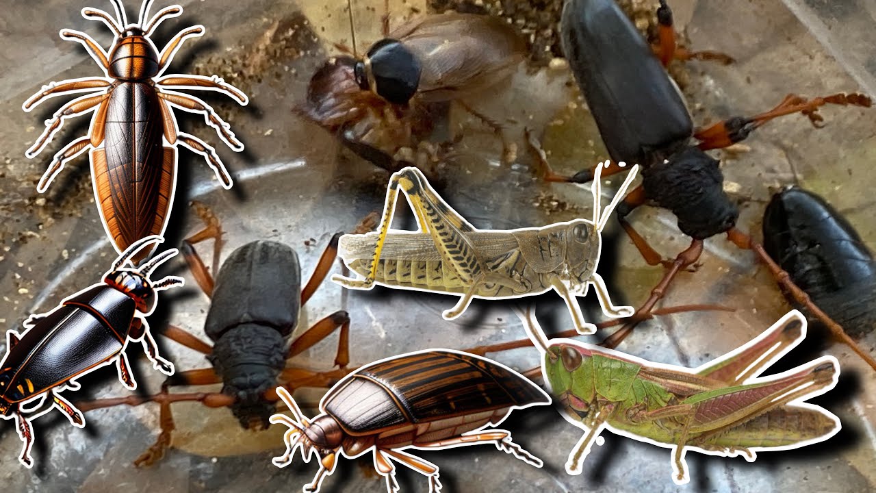 Cockroach Hunting Insect In the morning,Hunting insects,Bird,Cockroaches,Grasshoppers,Beetles ...