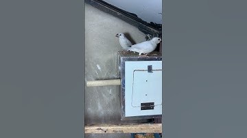 Java Sparrow Finch 28 Days old Chicks #birds #javabreedingtips #javabird #javabreeding