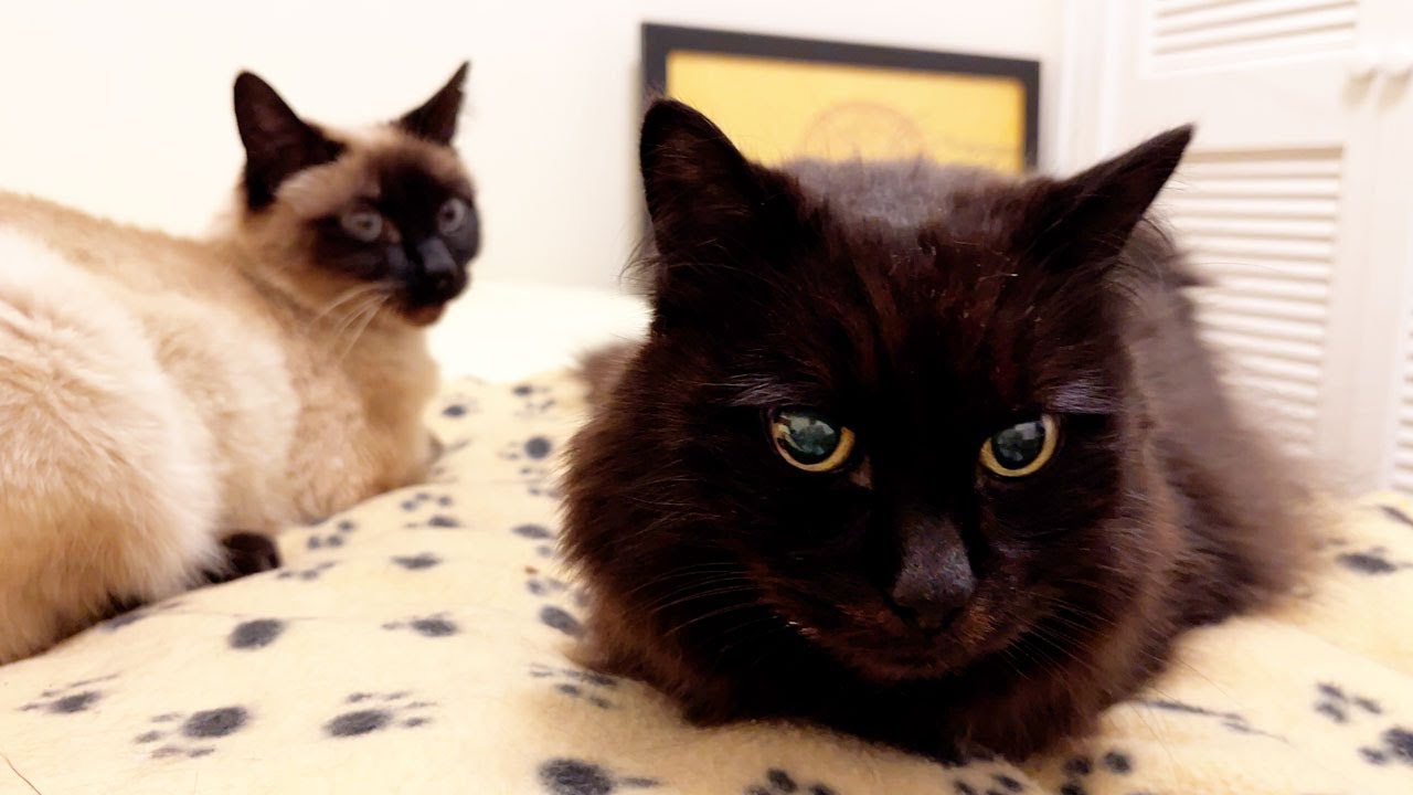 ふたりの仲について質問してみた