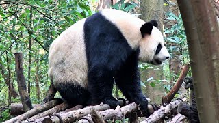 ► Chine - Un Panda Géant Qui Se Gratte Le Postérieur Sur Un Tronc D'arbre (Chengdu)