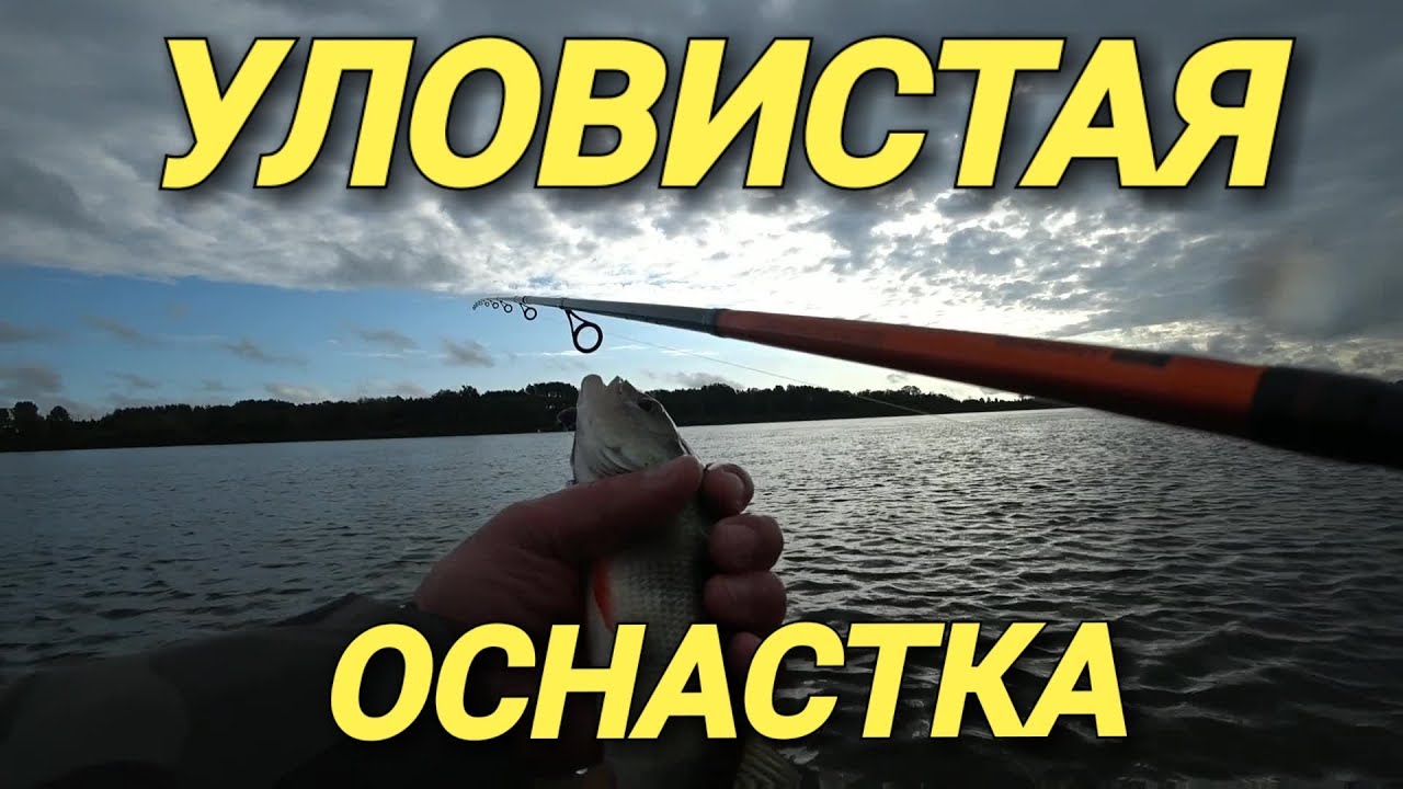 Сомы убийцы на волге